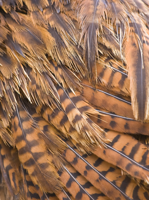 Weka Feather Detail